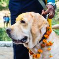 विशेष भारतीय नस्ल के पिल्लों के लिए अलग-अलग टॉयलेट ट्रेनिंग के तरीके
