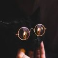 आक्रामकता को रोकने के लिए भारतीय नस्लों के कुत्तों का प्रशिक्षण : सांस्कृतिक पद्धतियाँ