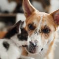 What legal action can I take if my neighbour is troubled by my pet in India?