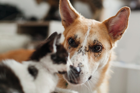 What legal action can I take if my neighbour is troubled by my pet in India?