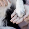 Mandatory Pet ID Tags & Microchipping in Pet Adoption: India’s Experience