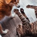 Contact vet for pet health care in homes with kids in India