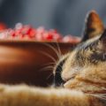 Long Distance Bus Travel in India: Tips for a Smooth Journey with Pets