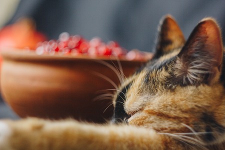 Long Distance Bus Travel in India: Tips for a Smooth Journey with Pets