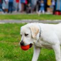 Laws & Etiquette for Training Pets in Public Places in India