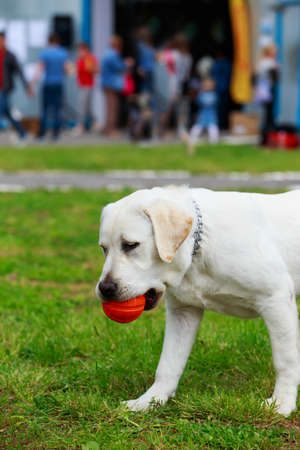 Laws & Etiquette for Training Pets in Public Places in India