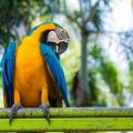 Essential Tips for Taking Care of Pet Birds at Home in India