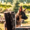 Best Indian Dog Breeds for Home Security and Their Effective Training Tips
