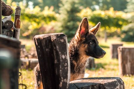 Best Indian Dog Breeds for Home Security and Their Effective Training Tips