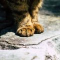 Pet suddenly lethargic or unconscious: When should you call the vet in India?