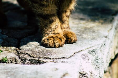 Pet suddenly lethargic or unconscious: When should you call the vet in India?