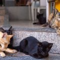 Pets and Apartments: Legal Rights for Pet Owners in India