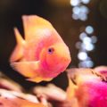 Fish and Aquarium Care Tips for Different Indian Regions