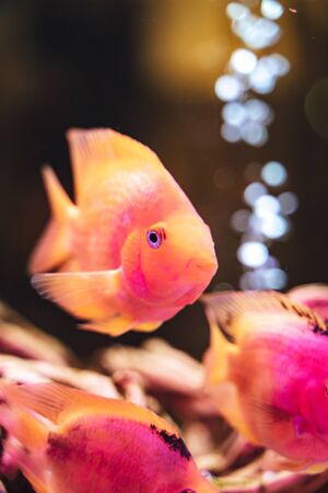 Fish and Aquarium Care Tips for Different Indian Regions