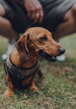 Identifying and Treating Illnesses in Small Pets: Guide for Indian Pet Owners