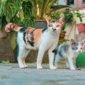 Elderly and Pet Cats: Role of Feline Companions in Indian Families