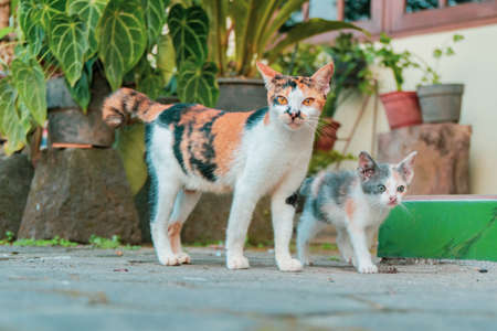 Elderly and Pet Cats: Role of Feline Companions in Indian Families