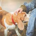 Pet noise rights in India: Handling neighbours’ complaints & legal solutions