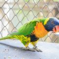 Best Ways to Add Fruits & Vegetables to Your Bird’s Diet in India