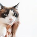 Easy Cat Grooming Tips at Home for Indian Pet Parents