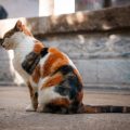 Healthy Living Tips for Popular Cat Breeds in India