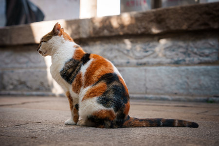Healthy Living Tips for Popular Cat Breeds in India