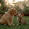 Pet Mouth, Eye & Ear Problems: When to Visit Vet in India