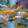 Best Fish Tank Decorations in India: Aquarium Accessories Easily Available in Indian Market