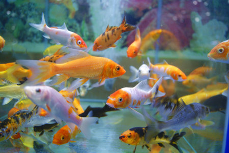 Best Fish Tank Decorations in India: Aquarium Accessories Easily Available in Indian Market