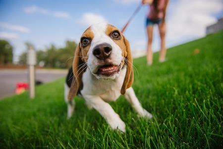 Pet exercise tips as per seasonal changes in India