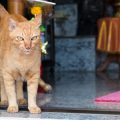 Court Case Study: Landmark Ruling on Keeping Pets in Indian Apartments