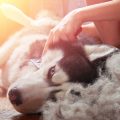 Importance of Pets for Special Needs Children in India