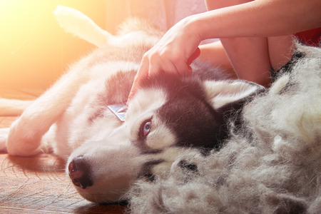 Importance of Pets for Special Needs Children in India