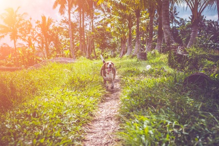 Pet Walking Rules in Indian Communities: Legal Guidelines & Neighbour Etiquette