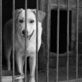 Role of ID Tags and Microchipping in Animal Cruelty Cases in India