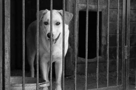 Role of ID Tags and Microchipping in Animal Cruelty Cases in India