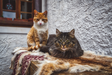 Role of Cats in Indian Family Life: Cultural Perspectives