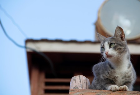 Tips for Travelling with Small Pets in India