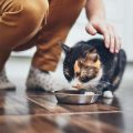 Tips for Training Cats to Groom Themselves at Home in Indian Households