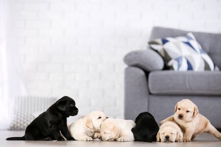 Pet Ownership in Apartment Societies: Common Disputes & Legal Solutions in India