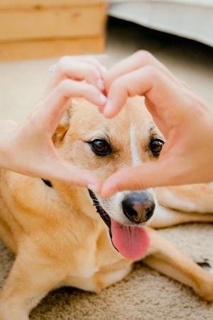 Veterinary Services for Adopted Pets in India: Importance and Benefits