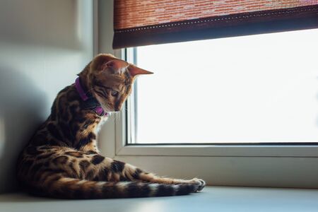 How to Make Indian Homes Pet-Friendly for Your Furry Friends