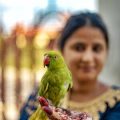 Traditional Indian Ways of Feeding Birds at Home & Local Wisdom