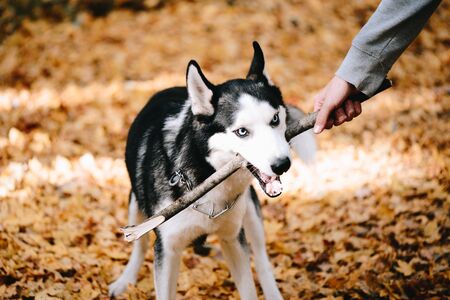 Indian Laws for Protection from Cruelty and Abuse of Pet Animals
