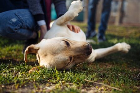 Lost Pet Recovery: Police Role in Tracing via Microchip & Tag in India