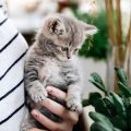 Alia Bhatt and Her Cute Cat: Heartwarming Stories and Photos for Fans