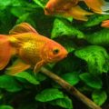 Fish Tank Diseases and Indian Home Remedies for Treatment