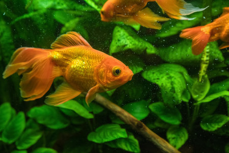 Fish Tank Diseases and Indian Home Remedies for Treatment