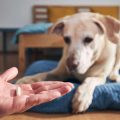 Things to consider while choosing a pet-friendly hotel in India