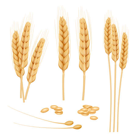 Common Triggers in Indian Pet Diets